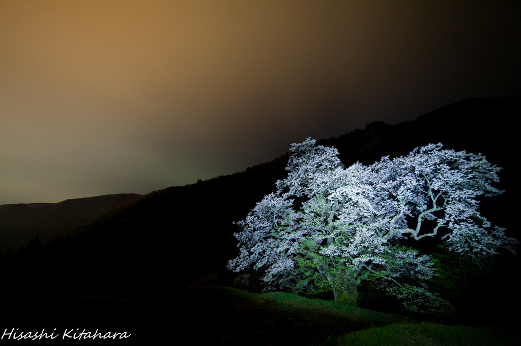 駒つなぎの桜①