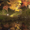 池に映る黄色の木