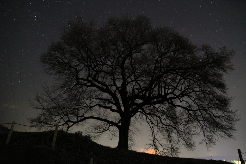 わに塚の桜の木と星空