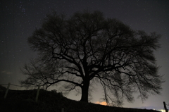 わに塚の桜の木と星空