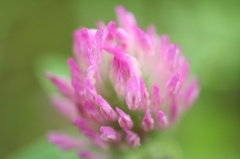 紫の花