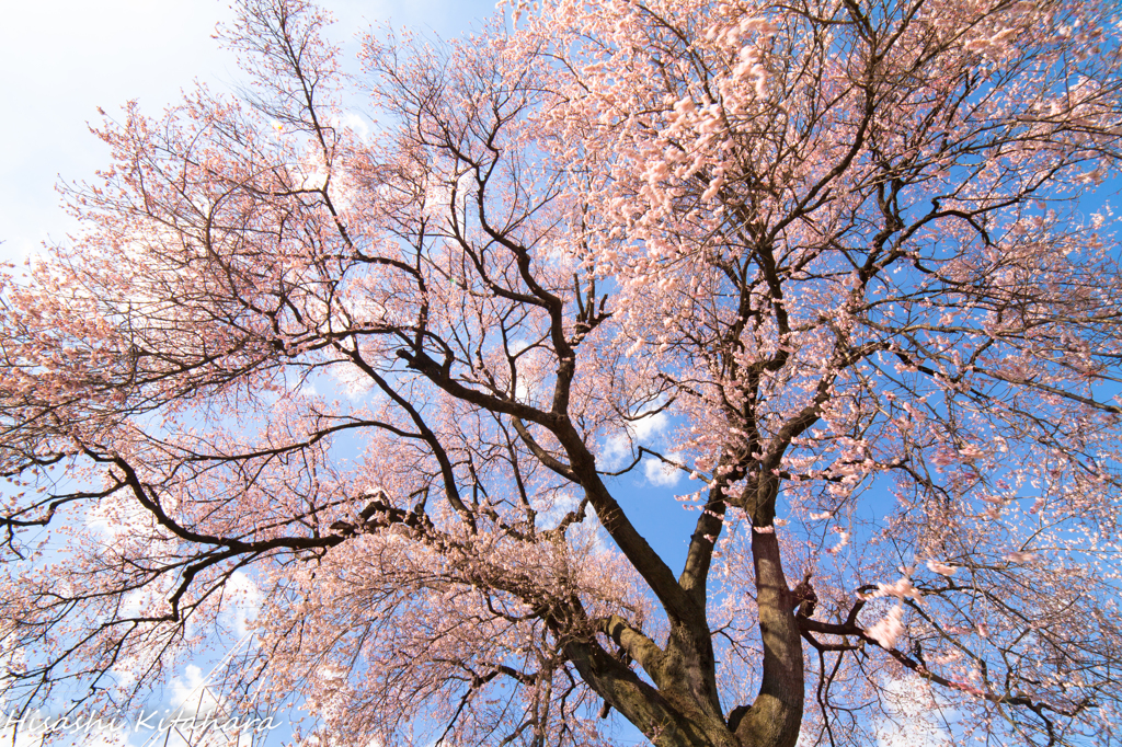 わに塚の桜①