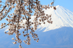 富士山と桜