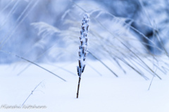 雪原に１本咲く