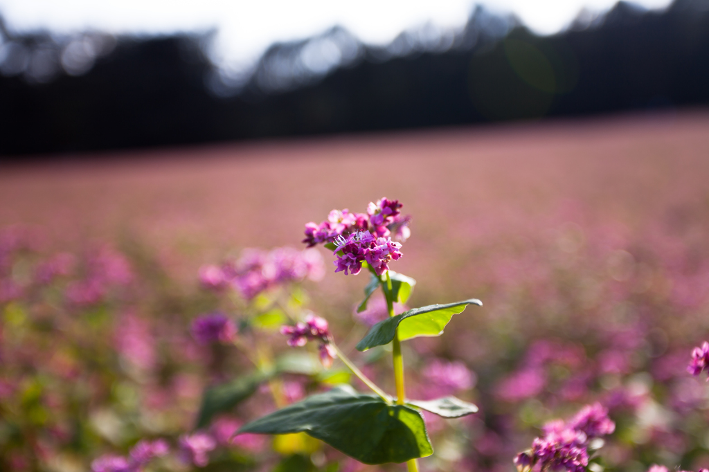 赤そばの花