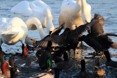 食パンを取り合う白鳥と鴨