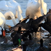 食パンを取り合う白鳥と鴨