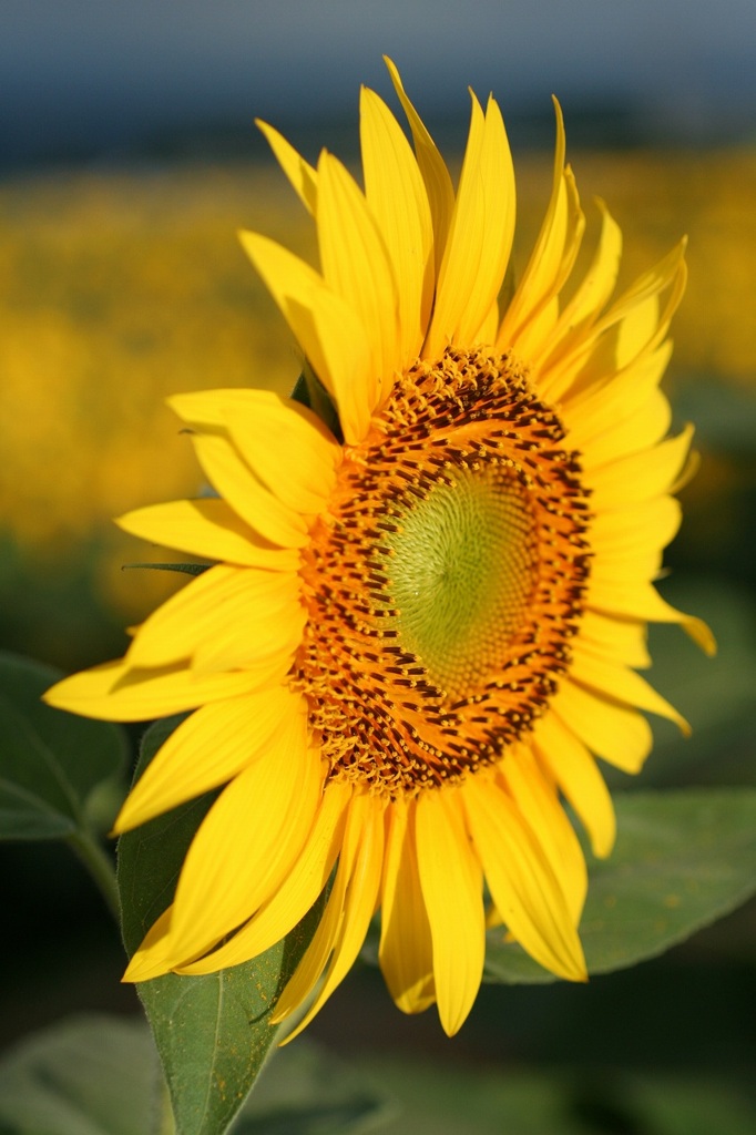 北杜市明野のひまわり