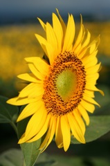 北杜市明野のひまわり