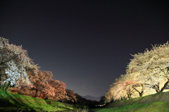 横河川の桜並木