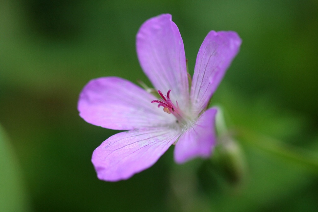 紫の花