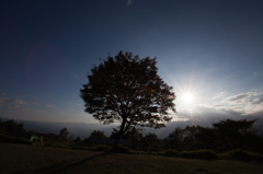 Tree&Sun