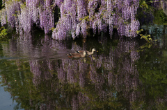 水面に映える藤の花とカモ