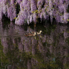 水面に映える藤の花とカモ