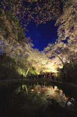 お堀の池に映る桜雲橋