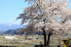 八ヶ岳と桜木