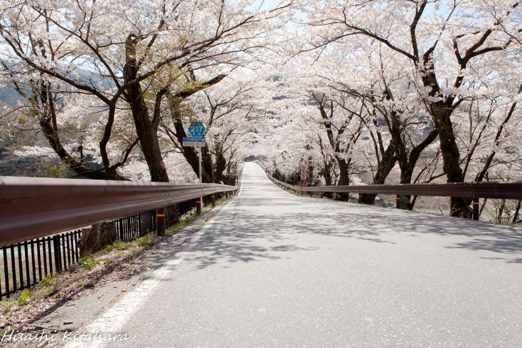 坂戸峡桜並木