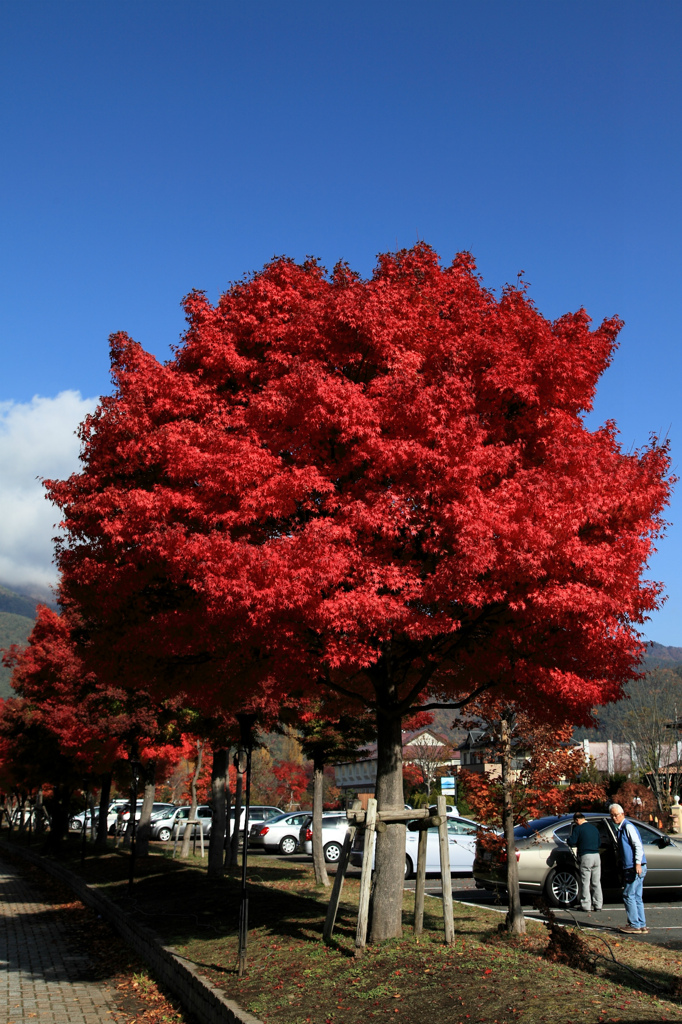 河口湖町の紅葉