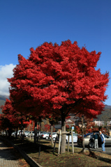河口湖町の紅葉
