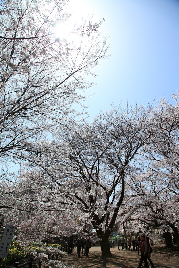 実相寺境内の桜