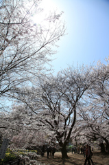 実相寺境内の桜