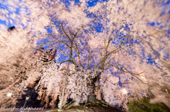 麻績の里 舞台桜　ライトアップ②