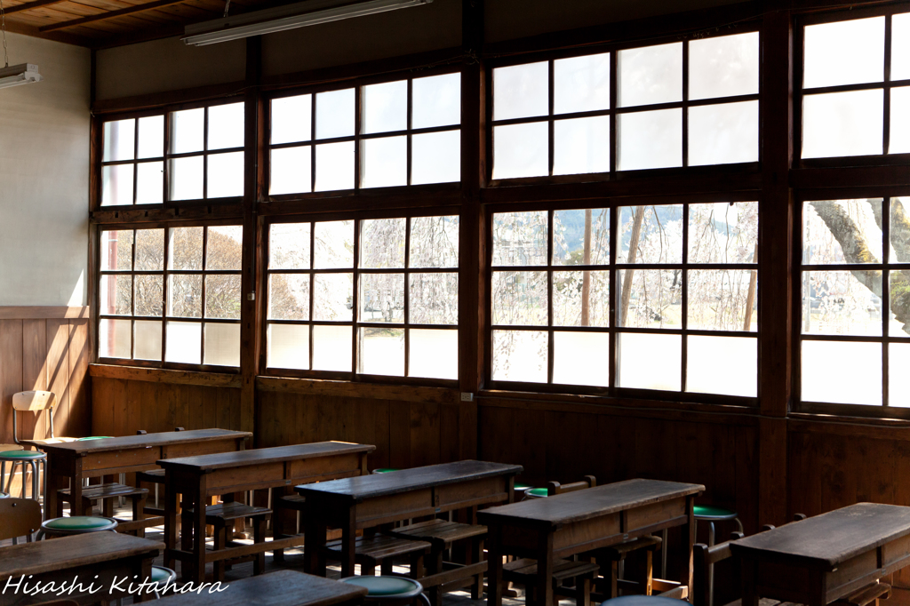 教室からの桜木