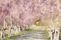 花の都公園の桜並木