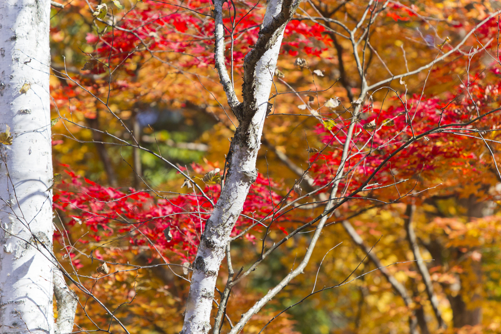 白樺と紅葉