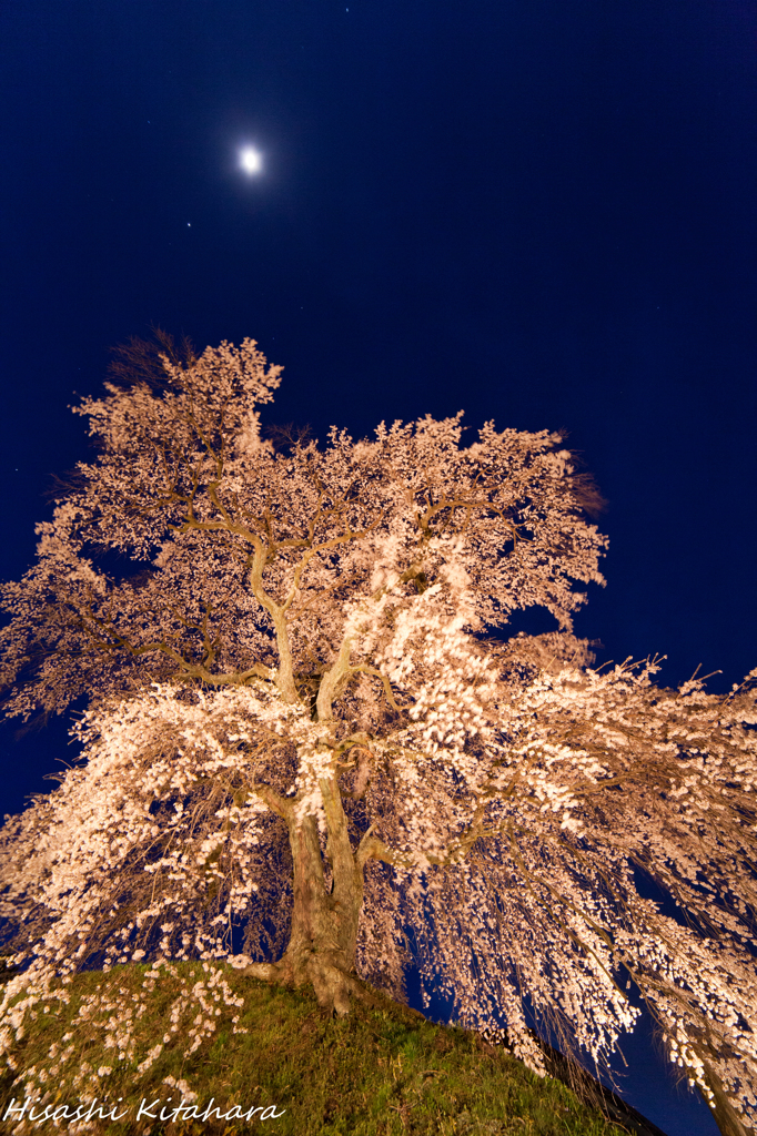 麻績の里 石塚桜　ライトアップ③