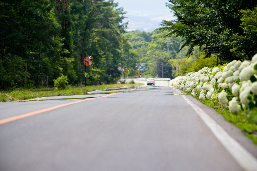 道路沿いに咲くあじさい
