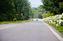 道路沿いに咲くあじさい