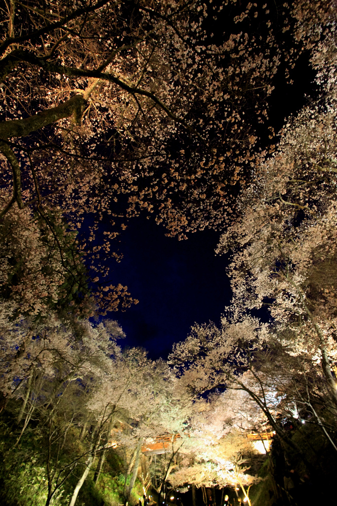 お堀の池の真上の桜