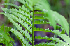 シダ植物