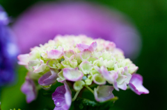 紫陽花