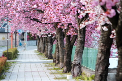 塚間川の八重桜