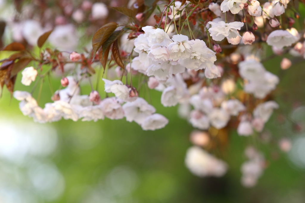八重桜