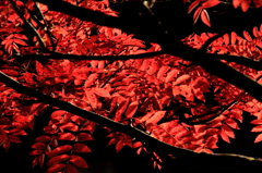 紅葉