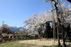 山高神代桜と甲斐駒ケ岳