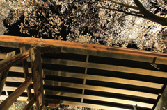 真下からの桜雲橋のライトアップ