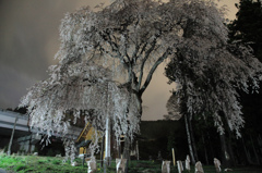 船魂神社の桜