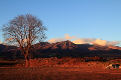 木と浅間山