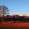 木と浅間山
