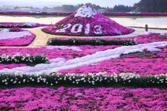 伊那市小沢区の芝桜
