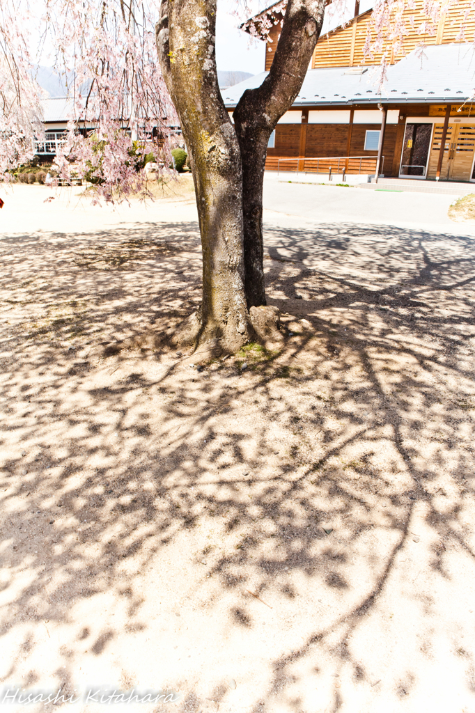 桜の陰