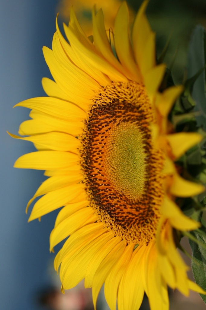 北杜市明野のひまわり