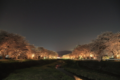 横河川の桜並木ライトアップ