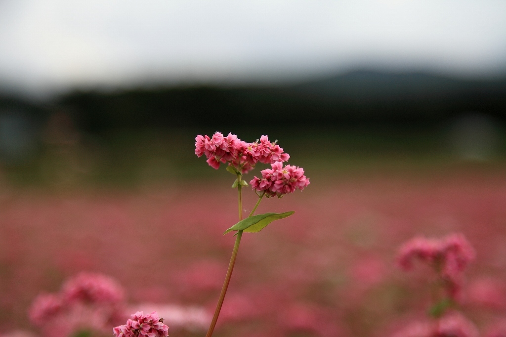 赤そばの花
