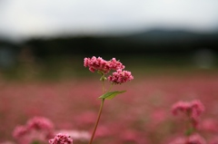 赤そばの花