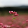 赤そばの花